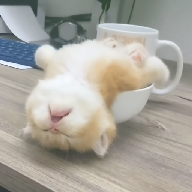 看片软件APP应用